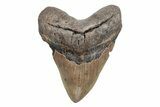 Fossil Megalodon Tooth - North Carolina #219964-1